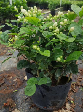 横州重瓣白色茉莉花苗盆栽盆景花卉老桩花苗室内好养的花开花不断