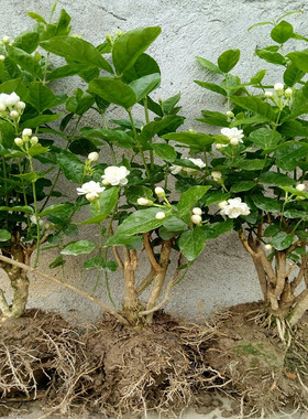 横县重瓣白色茉莉花盆栽盆景四季绿色开花不断室内阳台浓香型花苗
