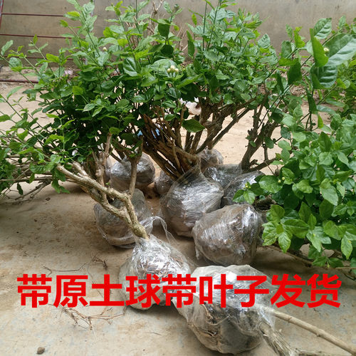 盆栽绿植阳台横县茉莉茉莉花苗
