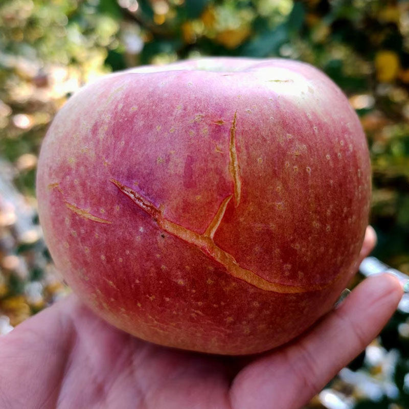 娜娜苹果园山西运城临猗大果冰糖心红富士丑苹果新鲜水果农家自产