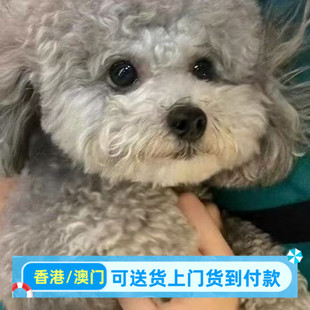 香港泰迪幼犬灰色长不大可爱便宜贵宾犬宠物可爱不掉毛活的健康