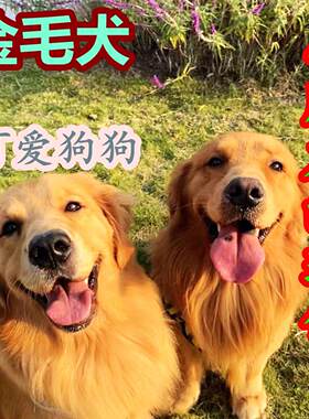 金毛大型犬活物狗狗家养宠物狗金毛枫叶红沙滩色活泼可爱金毛幼犬