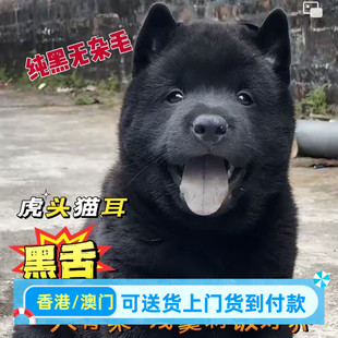 香港五黑犬幼犬广西狗狗赶山犬田园狩猎猎犬黑狗看家护院中华虎头