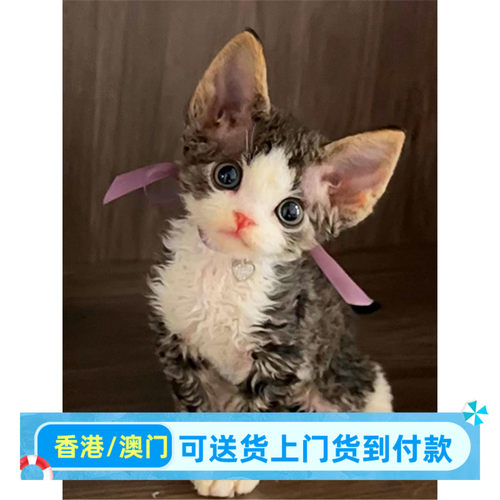 德文卷毛猫幼猫活体香港血统三花虎斑黑白宠物猫不掉毛幼崽德文猫