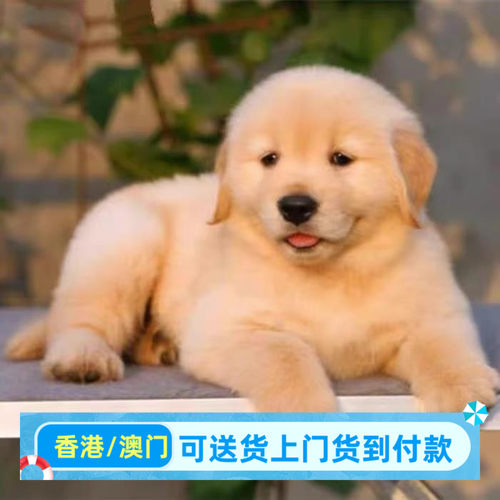 金毛犬幼犬大型犬金毛犬幼崽宠物活体香港寻回犬（视频挑选）