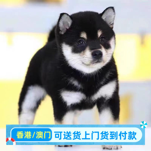柴犬幼犬小型犬柴犬幼崽香港宠物狗狗活体高品质（视频挑选）