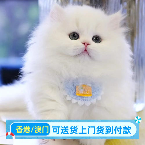 广东猫舍出售曼基康矮脚猫纯白乳白拿破仑短腿猫幼崽高地猫活体猫
