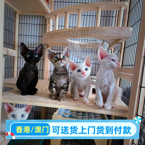 南宁本地猫舍出售德文卷毛猫虎斑异瞳白色德文猫幼崽宠物猫咪活体