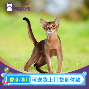 阿比西尼亚猫幼猫香港埃塞俄比亚猫红阿比短毛猫幼崽宠物猫咪活物