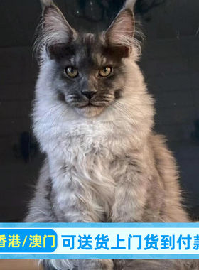 大脚缅因猫六指七指缅因库恩猫俄罗斯森林猫巨型家养宠物猫纯血统