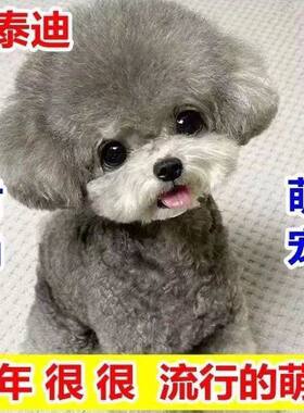 网红泰迪幼犬可爱小狗泰迪贵宾泰迪灰色不掉毛的宠物狗现货泰迪熊