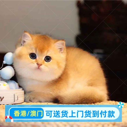 香港赛级高品质英短金渐层活体包健康有证英国短毛猫包子脸招财猫