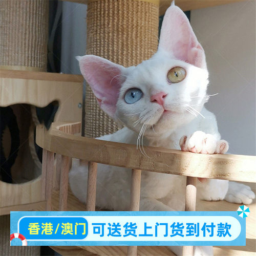 上海可上门异瞳德文卷毛猫活体幼猫香港鸳鸯眼帝王猫赛级宠物猫咪