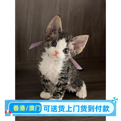 德文卷毛幼猫香港血统宠物活体虎斑加白开脸赛级不掉毛德文猫幼崽
