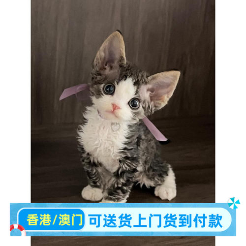 德文卷毛幼猫香港血统宠物活体虎斑加白开脸赛级不掉毛德文猫幼崽