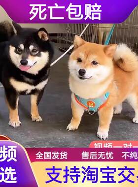 柴犬香港幼崽柴犬幼犬双血统宠物狗活物赤黑柴豆柴秋田犬中小型犬