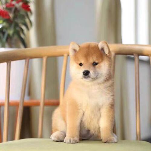 南京犬舍出售香港柴犬幼犬活体宠物狗狗豆柴日本柴犬黑柴犬双血统