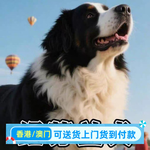 巨型纽芬兰幼犬黑熊骨架温顺狗狗护院宠物狗活物黑狗长毛看家狩猎