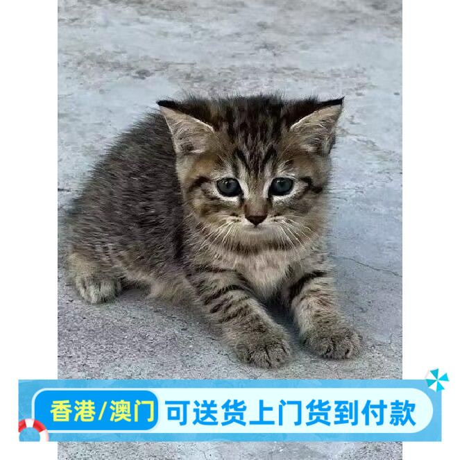 广州/繁育直售/猫咪活体猫橘猫狸猫黑白奶牛猫三花猫黑猫白猫幼崽 - 实物图