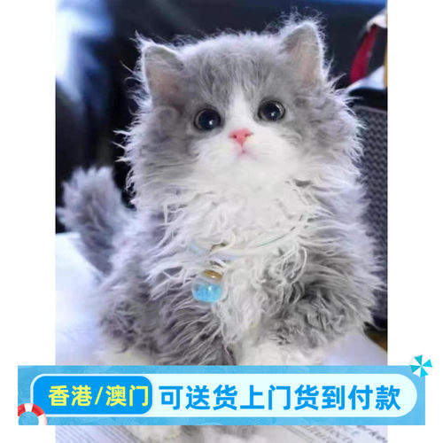 香港/实体猫舍/香港发货赛尔凯克卷毛猫幼猫不掉毛矮脚赛凯猫德文