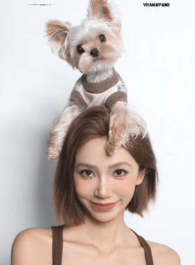 香港小体约克夏幼犬茶杯犬宠物狗活体赛级全金色约克夏幼崽小型犬