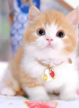 温州/繁育直售/中华田园猫橘猫狮子猫狸花猫幼崽奶牛猫三花猫纯黑