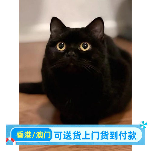 绍兴/实体门店/英短黑猫活体香港黑煤球高地孟买猫幼猫短毛宠物曼