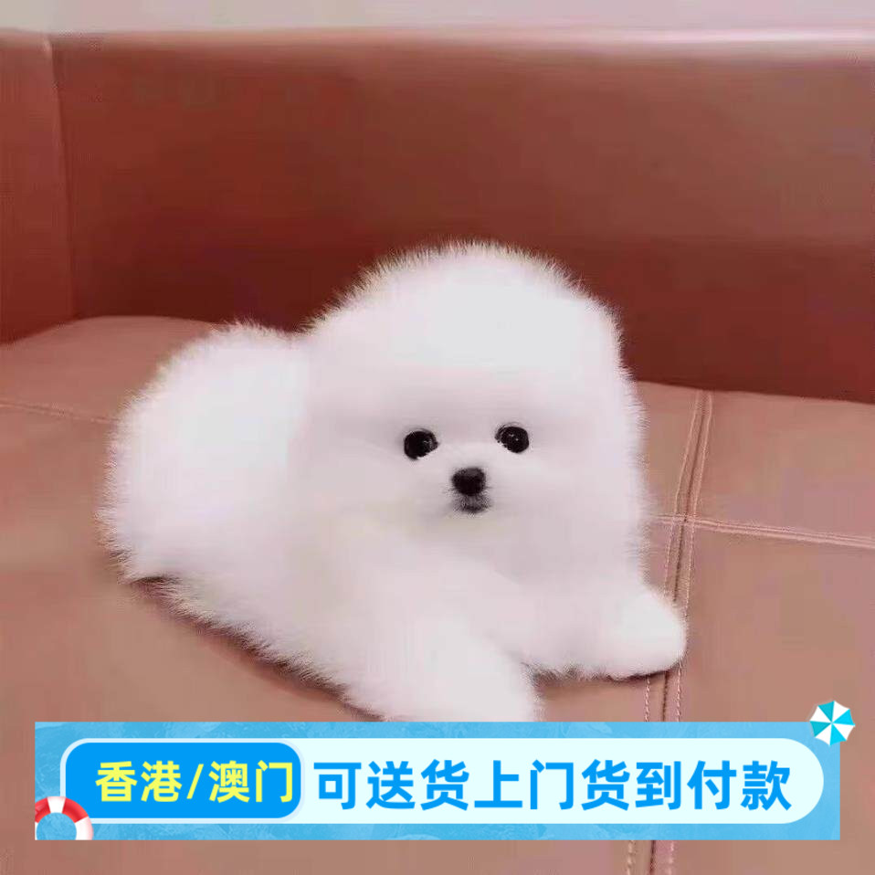 博美幼犬小型犬博美幼崽香港宠物狗狗活体高品质（视频挑选）图片