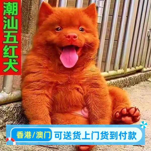 潮汕五红犬幼犬狗崽狗狗活物红色土狗土猎犬中华田园犬狗狗混血犬