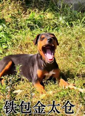 铁宝金太仓猎犬农村土小型猎犬猎狗农村中华田园抓老鼠猎犬看家狗