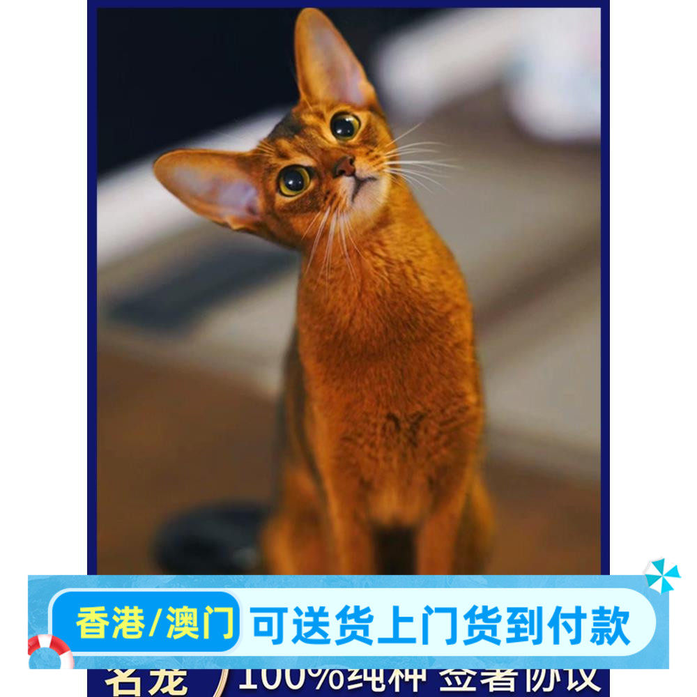 阿比西尼亚猫幼猫埃及法老猫红褐色蓝色小鹿色赛级双血统短毛猫咪