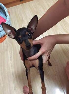 苏州本地犬舍香港小鹿犬幼犬活体铁包金迷你笃宾犬宠物狗短毛狗狗