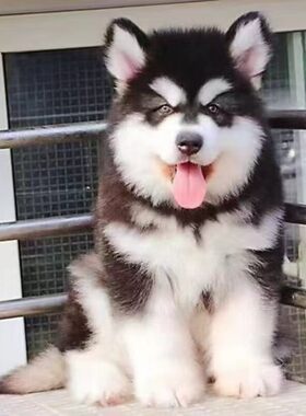 香港阿拉斯加犬幼犬雪橇犬巨型熊版灰桃红棕阿拉斯加活体宠物狗狗