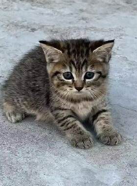 广州/繁育直售/猫咪活体猫橘猫狸猫黑白奶牛猫三花猫黑猫白猫幼崽