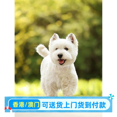 呼和浩特香港西部高地白梗西高地狗狗活体白色不掉毛的宠物狗