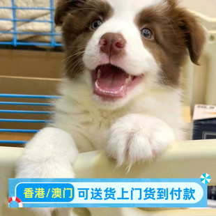 边牧边境牧羊犬狗狗正宗小狗便宜真狗活物家养聪明工作犬活的幼犬