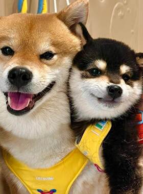 柴犬幼犬香港活体日本柴犬幼崽豆柴黑柴秋田犬香港小豆柴宠物小狗
