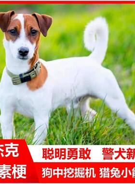 精品杰克罗素梗犬幼犬户外小型狩猎洞穴猎狗猎狐犬不掉毛短毛庭院