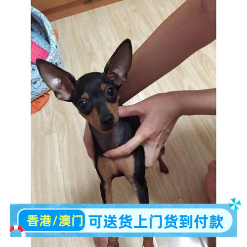 苏州本地犬舍香港小鹿犬幼犬活体铁包金迷你笃宾犬宠物狗短毛狗狗