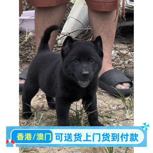 香港五黑犬广西虎头犬土猎犬小黑狗看家护院犬活物幼崽中华田园犬