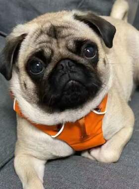 八哥小型犬短毛超萌家庭宠物活体狗狗小型犬可爱健康学生版活体