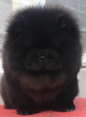 南宁本地犬舍香港松狮犬幼犬活体面包嘴松狮肉嘴中型犬黑色宠物狗