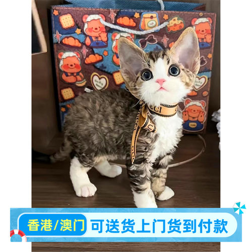 德文卷毛猫幼猫活体香港虎斑开脸纯黑虎斑黑白宠物猫不掉毛幼崽