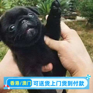 巴哥活物幼犬迷你八哥宠物狗黑脸家养小型便宜犬巴哥憨厚可爱幼犬