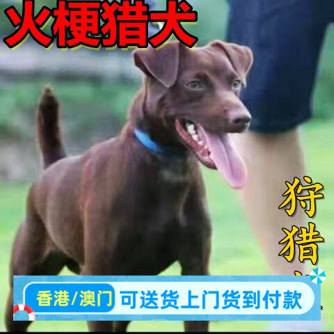 火梗犬猎梗犬猎兔猎狐抓老鼠嗅觉犬中小型狩猎犬家养伴侣犬混血犬