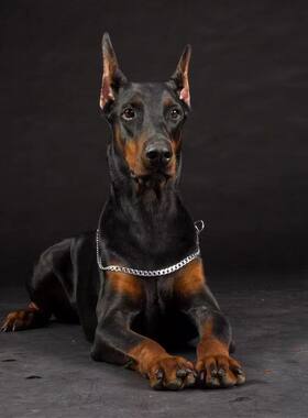 杜宾幼犬德系杜宾美系黑色咖啡色杜宾犬杜宾短毛聪明杜宾狗幼犬