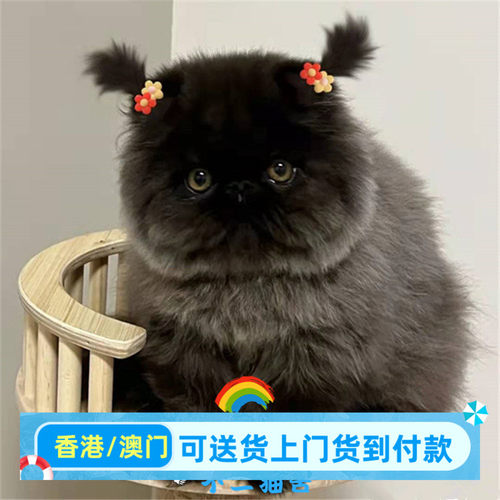 纯黑波斯猫双血统活体幼猫纯白蓝白黄白三花虎斑包子脸异国长毛猫