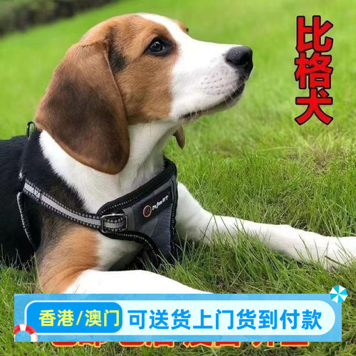 比格犬幼犬大耳朵巴吉度犬幼崽狗狗猎兔犬宠物狗嗅觉犬混血犬狗狗