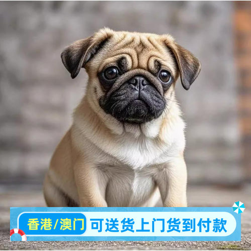 巴哥幼犬小型犬巴哥幼崽香港宠物狗狗活体高品质（视频挑选）