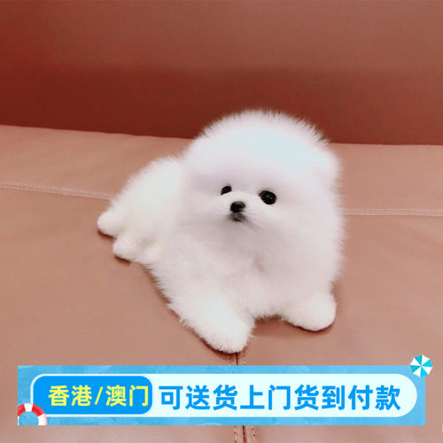 郑州犬舍出售香港博美幼犬活体小型犬茶杯犬俊介犬袖珍黄博美狗狗